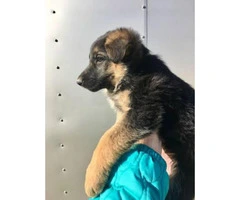 2 months old AKC German Shepherd Puppies - 3