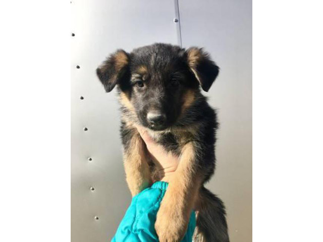 2 months old AKC German Shepherd Puppies Boise - Puppies for Sale Near Me