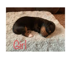 Mini dachshund puppies short hair - 1