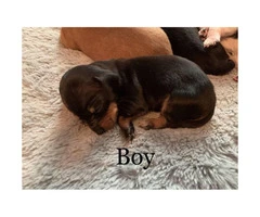 Mini dachshund puppies short hair - 3