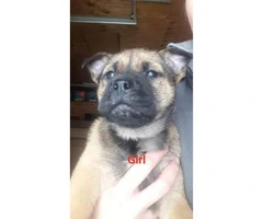 3 boxer mix puppies