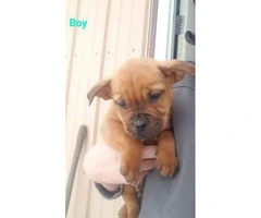 3 boxer mix puppies