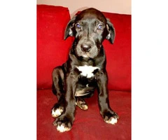 Great dane puppies for sale Full AKC registration