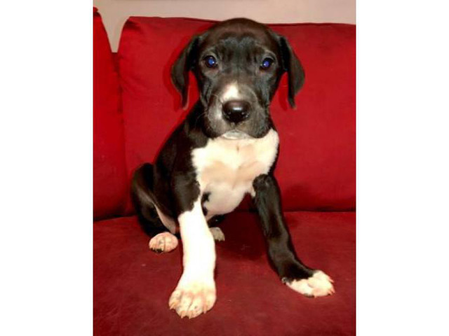 Great dane puppies for sale Full AKC registration in
