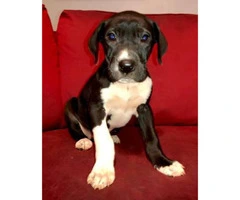 Great dane puppies for sale Full AKC registration - 2