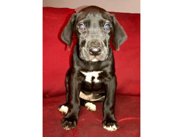 Great dane puppies for sale Full AKC registration in ...