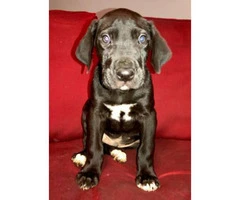 Great dane puppies for sale Full AKC registration - 3