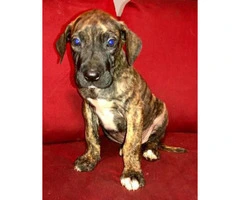 Great dane puppies for sale Full AKC registration - 4