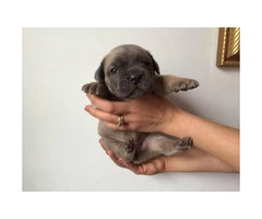 Cane corso puppies available for adoption