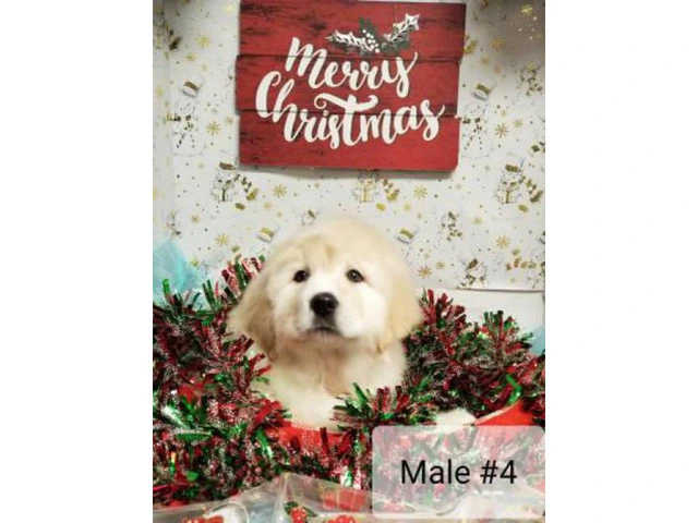 Great Pyrenees for Christmas - 2/5