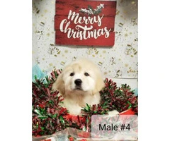 Great Pyrenees for Christmas - 2