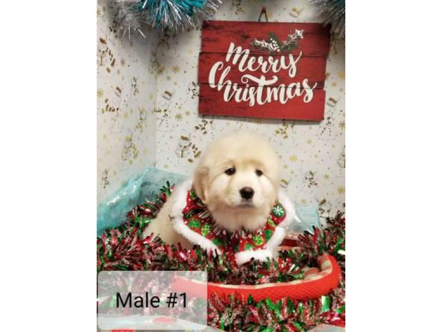 Great Pyrenees for Christmas - 5/5