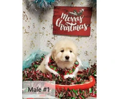 Great Pyrenees for Christmas - 5