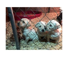 Yellow lab puppies with hunting bloodlines