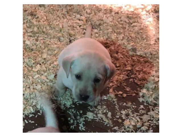 Yellow lab puppies with hunting bloodlines in Mankato ...