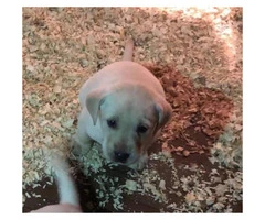 Yellow lab puppies with hunting bloodlines - 2