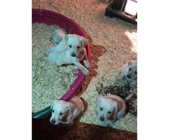 Yellow lab puppies with hunting bloodlines - 3