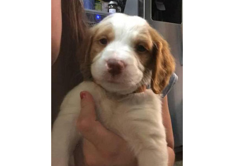 Brittany Spaniel puppies AKC. Papers ready