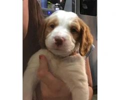 Brittany Spaniel puppies AKC. Papers ready
