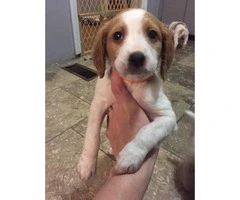 Brittany Spaniel puppies AKC. Papers ready - 3