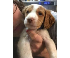 Brittany Spaniel puppies AKC. Papers ready - 4