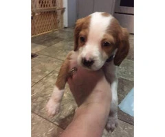 Brittany Spaniel puppies AKC. Papers ready - 5