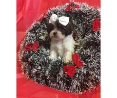 Toy Morkie Puppies - 2
