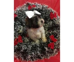 Toy Morkie Puppies - 3