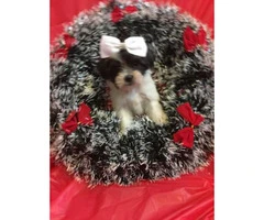 Toy Morkie Puppies - 4