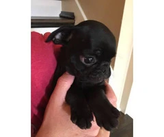 2 Female Pug Puppies for Sale - 1