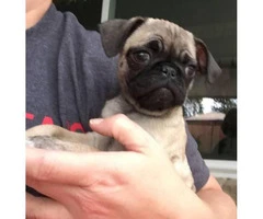 2 Female Pug Puppies for Sale - 2