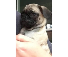 2 Female Pug Puppies for Sale - 3