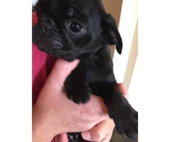 2 Female Pug Puppies for Sale - 4
