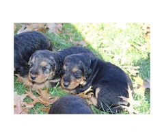Adorable Airedale puppies - 3