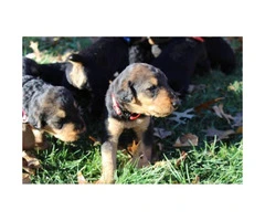 Adorable Airedale puppies - 5