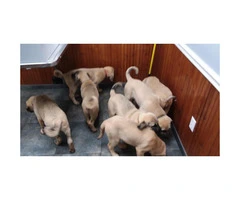UKC Purebred Turkish Kangal Puppies 11 Weeks Old