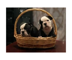 Cute English Bulldog Puppies - 3