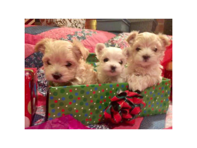 morkie puppies for adoption near me
