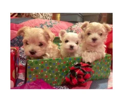 Morkie Puppies $500 Available for adoption