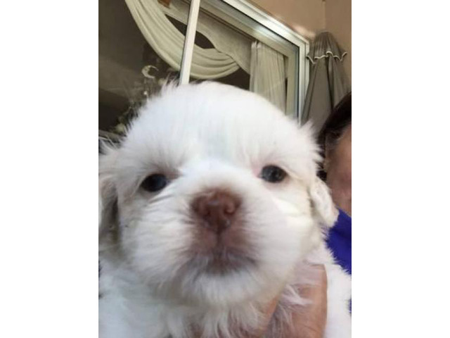 Purebred Shih Tzu Puppies For Sale In Ocala Florida Puppies For