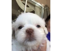 Purebred Shih tzu puppies for sale - 1