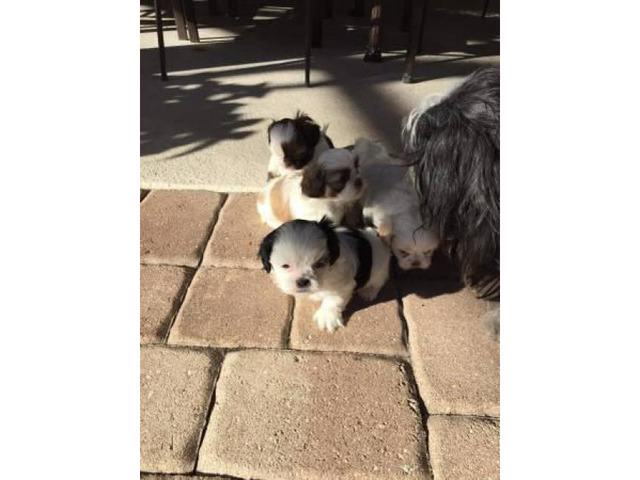 Purebred Shih tzu puppies for sale Ocala - Puppies for Sale Near Me