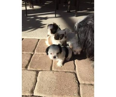 Purebred Shih tzu puppies for sale - 2