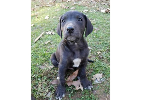 Mountain Cur puppies for adoption the week before Christmas