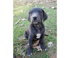 Mountain Cur puppies for adoption the week before Christmas