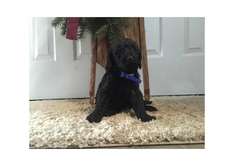 Mini Labradoodle Puppies ready for Christmas pickup