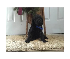 Mini Labradoodle Puppies ready for Christmas pickup