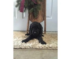 Mini Labradoodle Puppies ready for Christmas pickup - 2