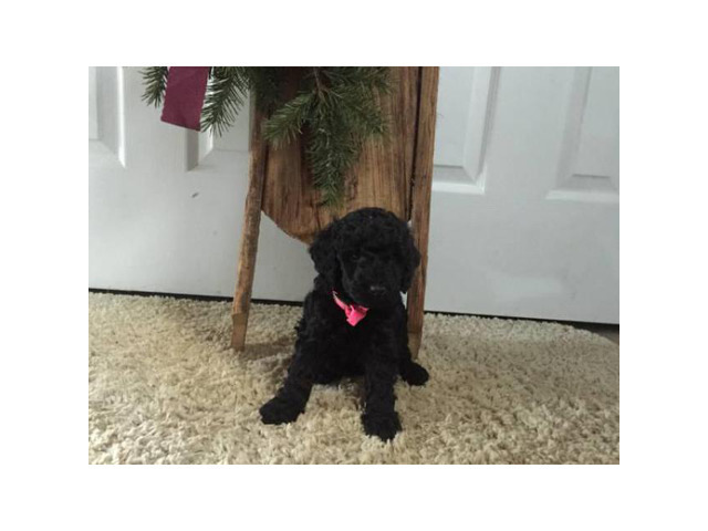 Mini Labradoodle Puppies ready for Christmas pickup in ...