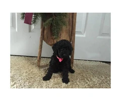Mini Labradoodle Puppies ready for Christmas pickup - 3